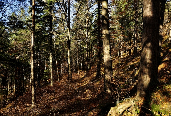 Moje lesní toulky, Kunčice p. Ondřejníkem